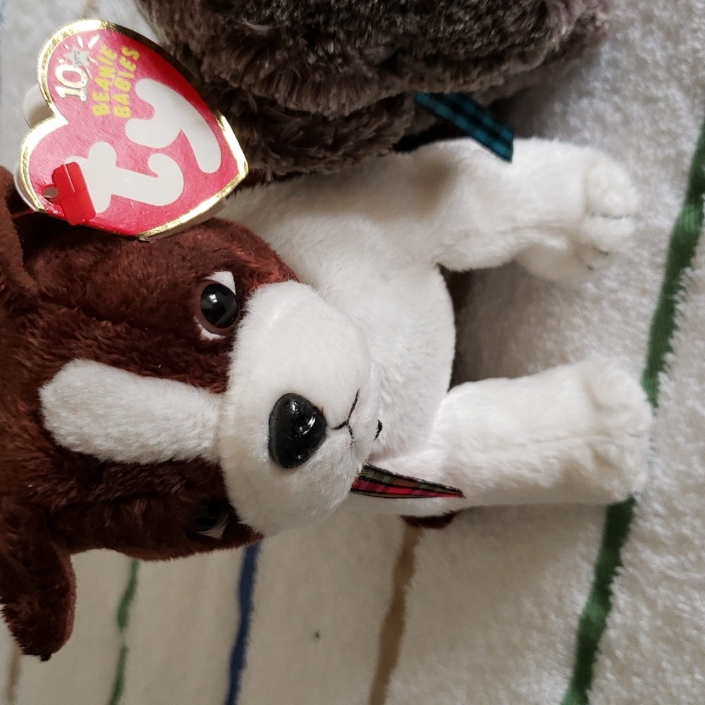 Beannie dogs - Picture 2 of 3